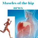 Amuscles of the hip news